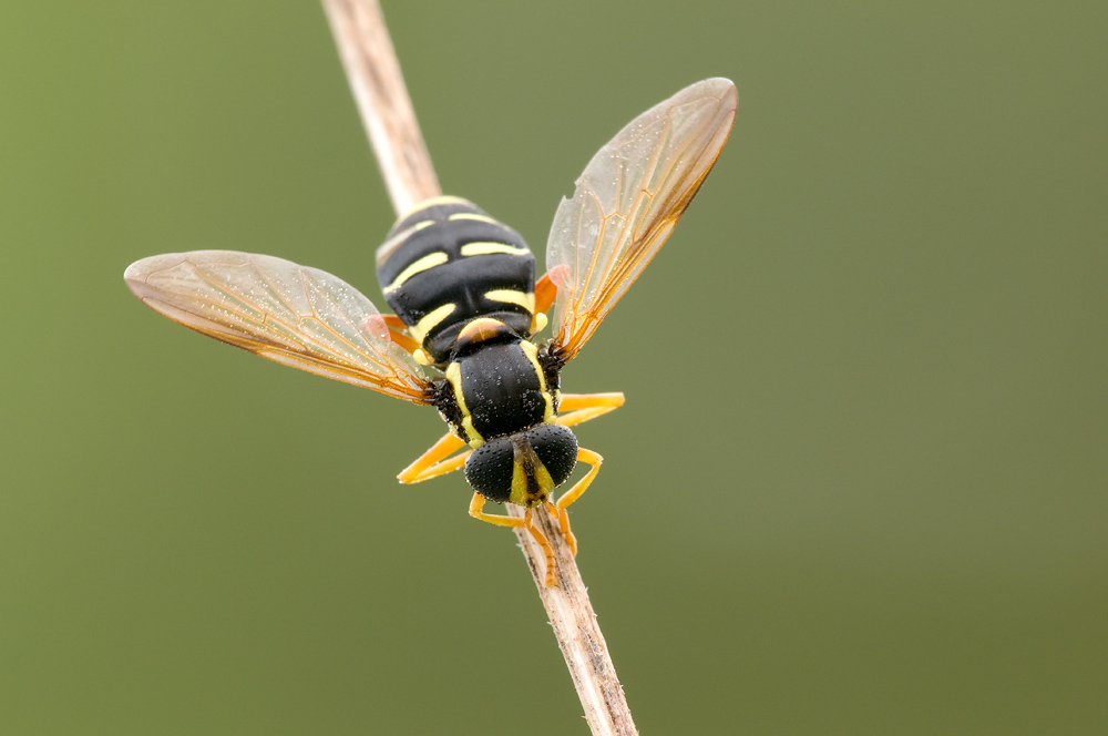 Schwebefliege