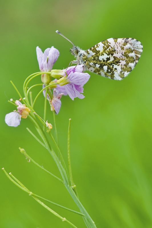 Anthocharis cardamines