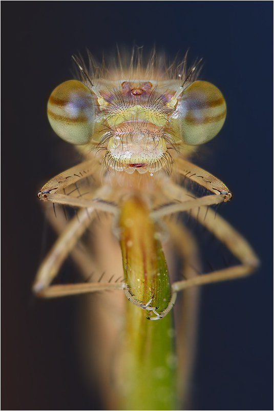 Frühe Adonislibelle