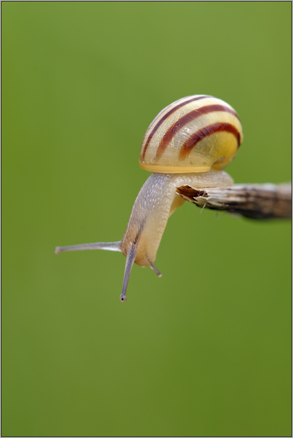 Bänderschnecke (Cepaea hortensis)