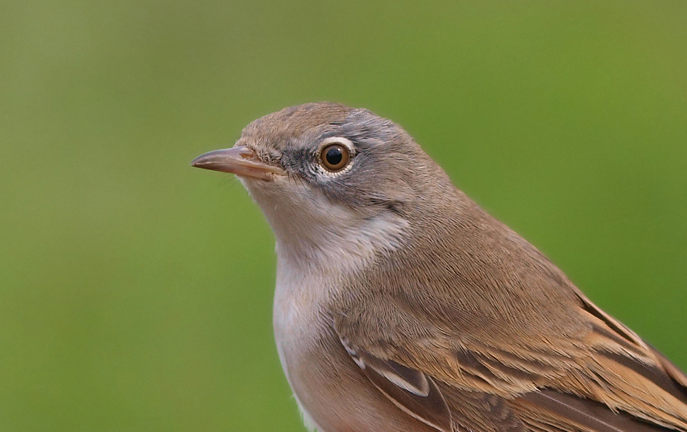 Dorngrasmücken Close-Up...(Sylvia Communis)