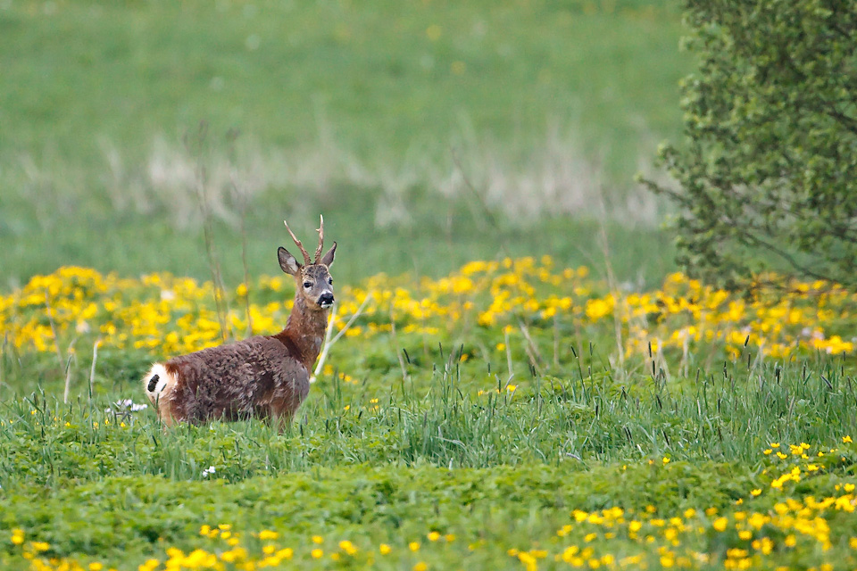 Rehbock in Sumpfdotterblumen