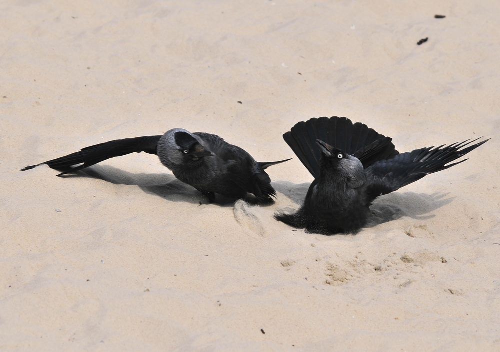 Streiterei im Sand