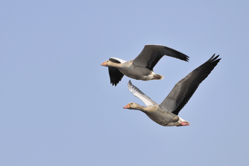 Graugänse im Anflug