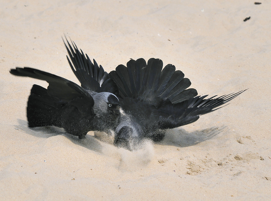 Kopf in den Sand!