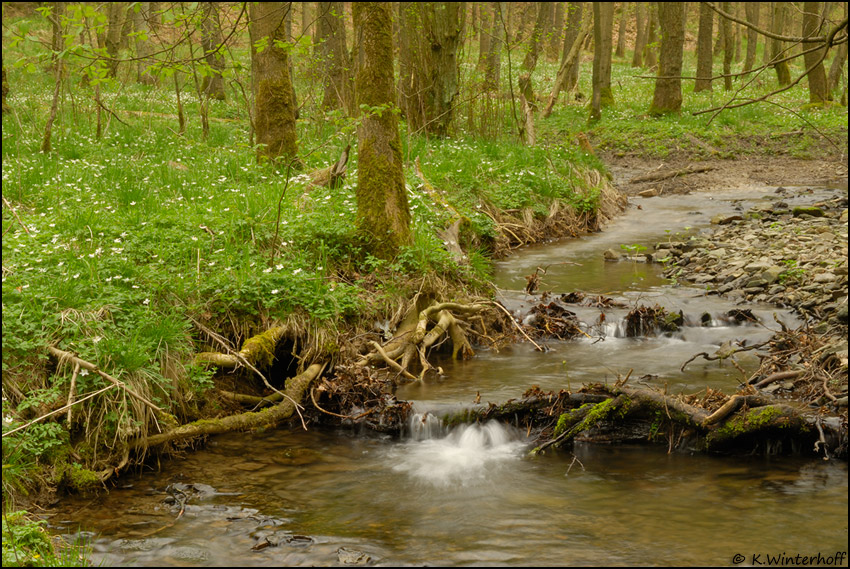 ~Frühling Im Auwald~