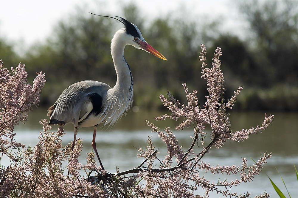 Tamariskenreiher ;-)