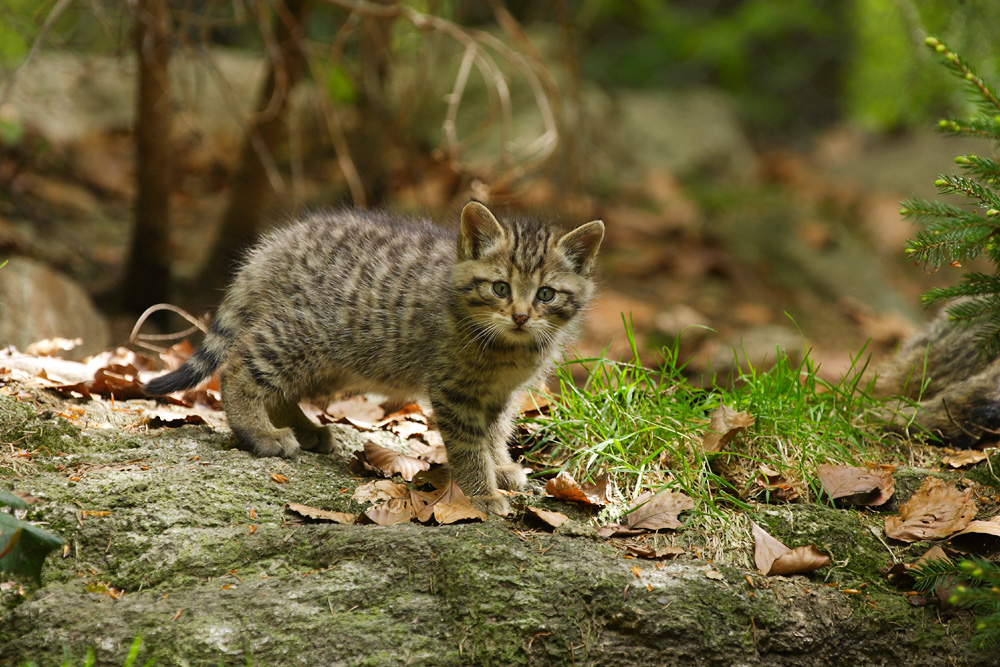 Junge Wildkatze Forum Fur Naturfotografen