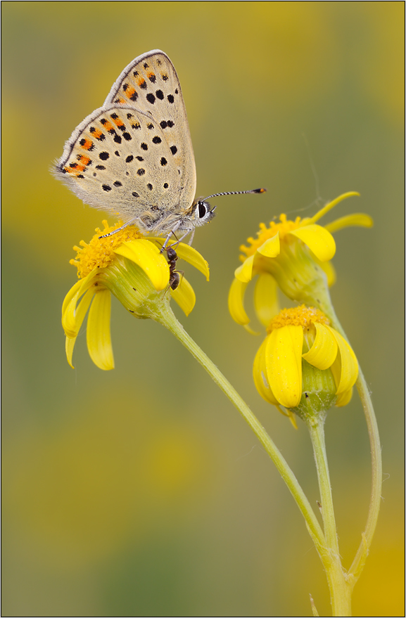 Brauner Feuerfalter (Heodes tityrus )