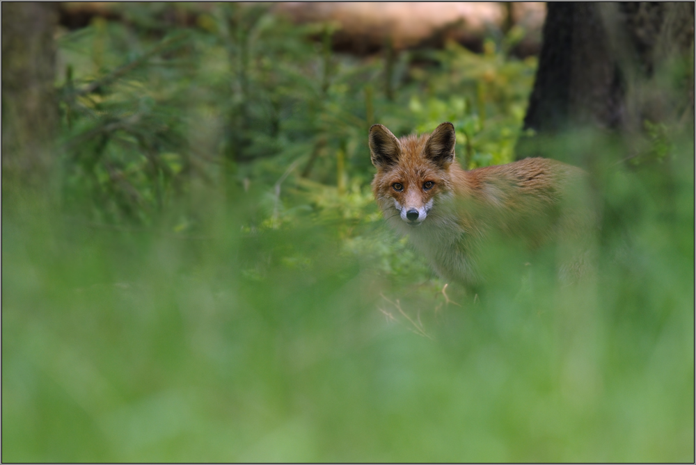 Rotfuchs im Wald