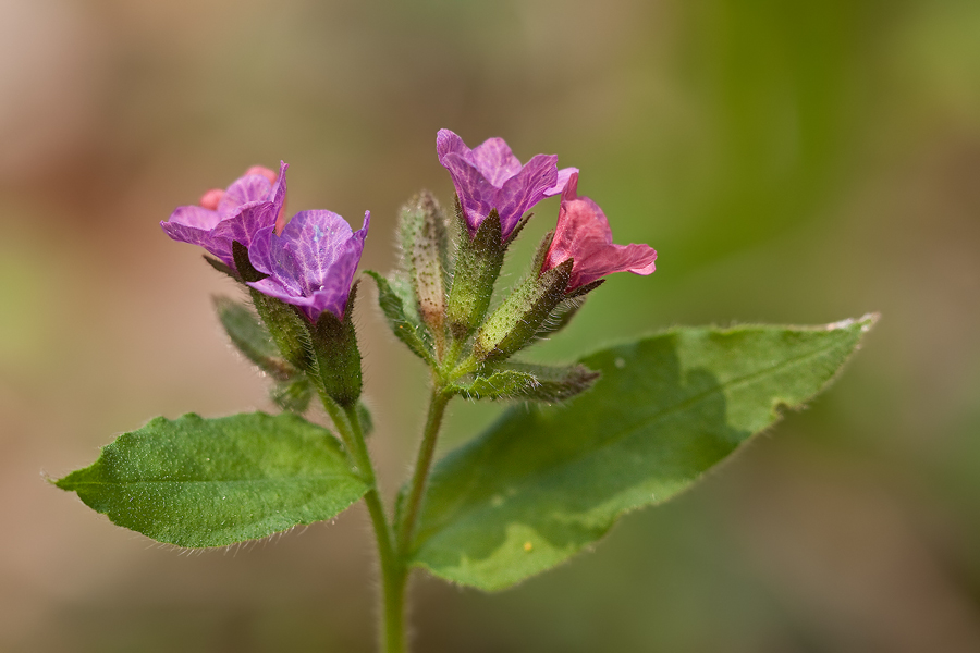 Dunkles Lungenkraut (Pulmonaria obscura) ?