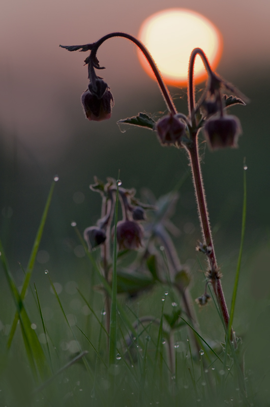 Frühlingsmorgen in der Feuchtwiese
