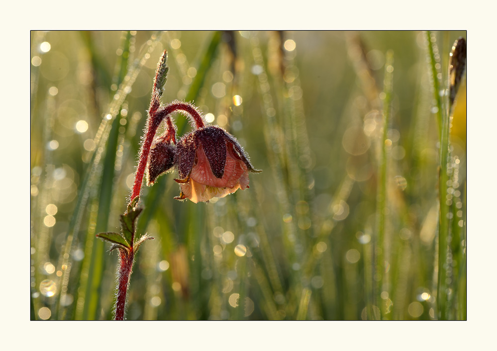 Die kleine Rote