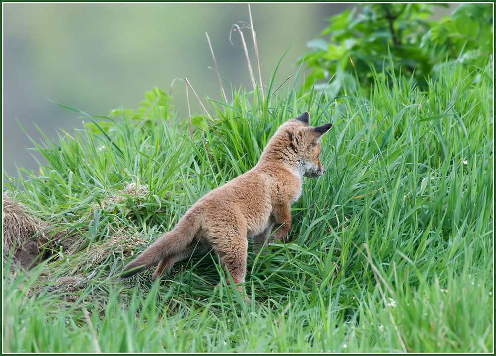 Wo ist den die Maus??