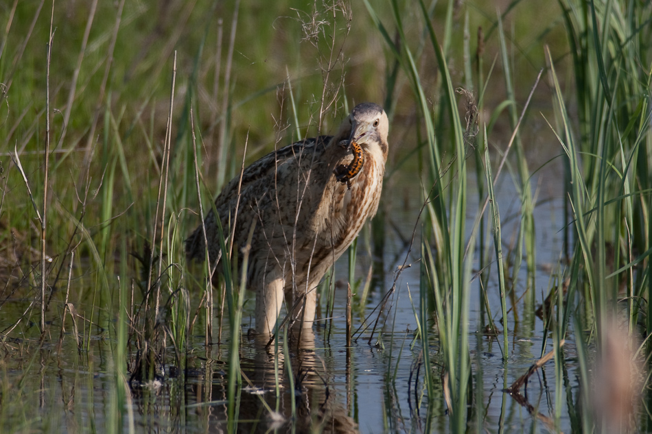 Rohrdommel mit Kammmolch