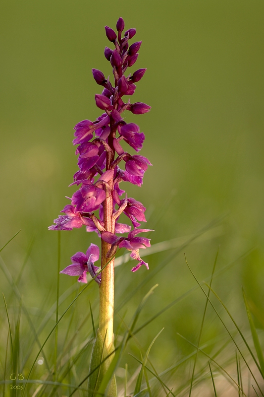 Stattliches Knabenkraut (Orchis mascula)