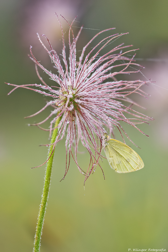 Pieris rapae