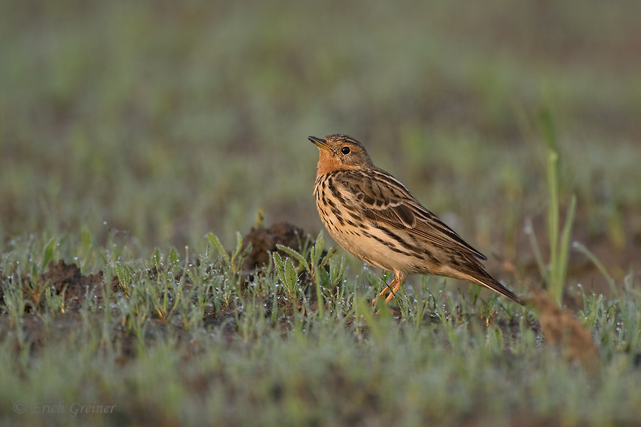 „Anthus Cervinus“