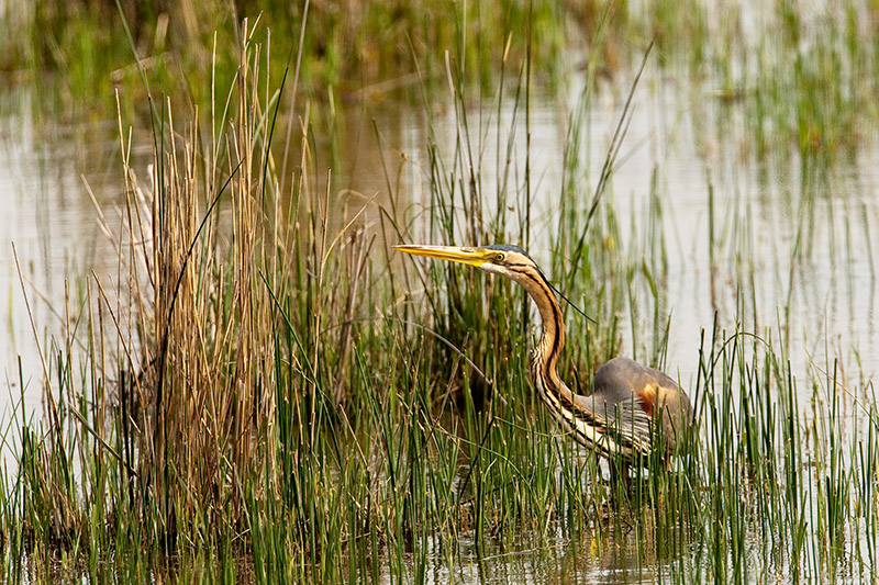 Purpurreiher  auf der Jagd