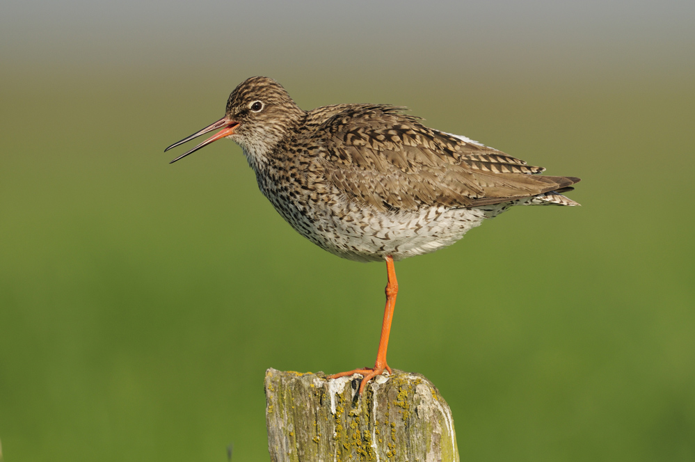 Rotschenkel (Trina totanus)