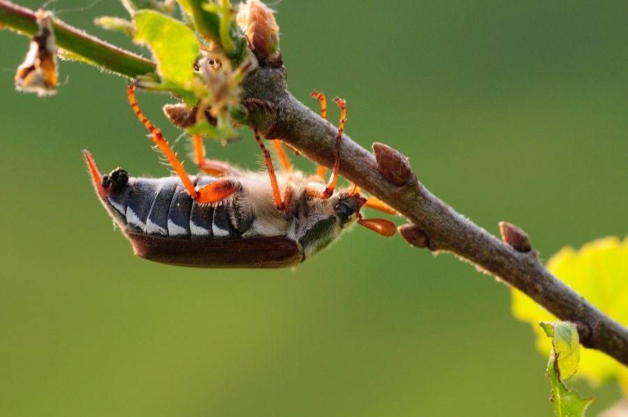 Invasion der Maikäfer