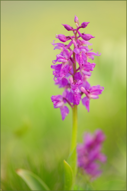 Orchis mascula