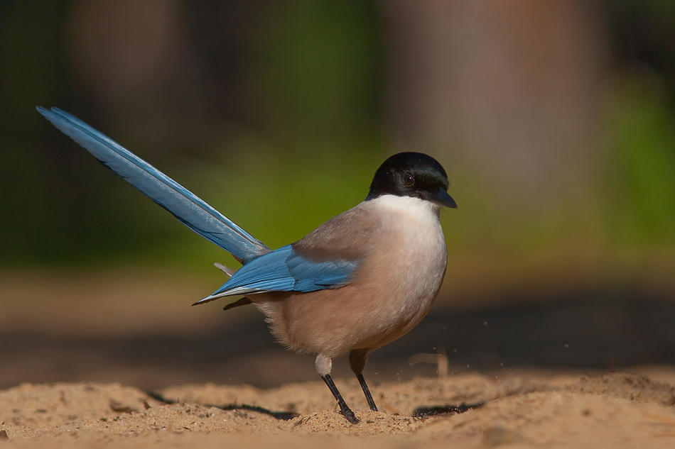 Blauelster ganz nah