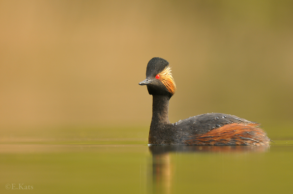 Black-necked Grebe