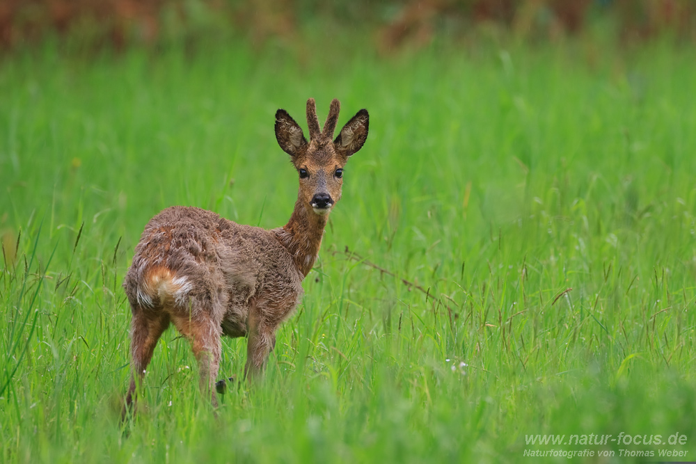 Rehbock (Capreolus capreolus)