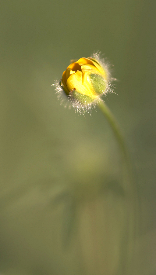 Sonne -> Butter