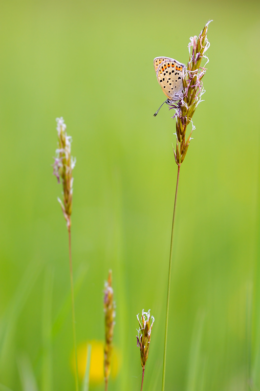 Lycaena tityrus