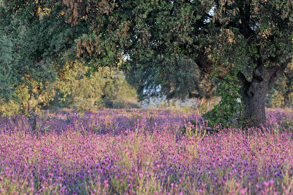 Frühling in der Extremadura