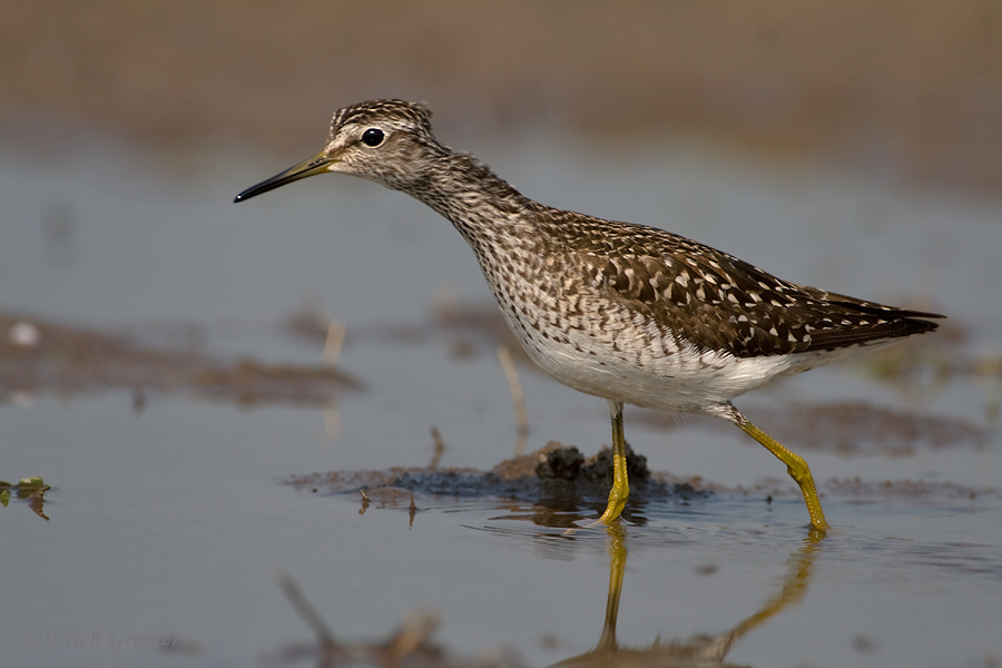 Bruchwasserläufer