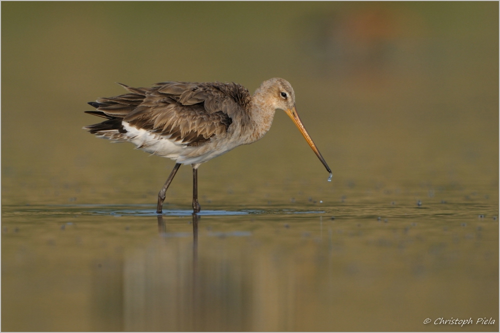 Uferschnepfe (Limosa limosa)