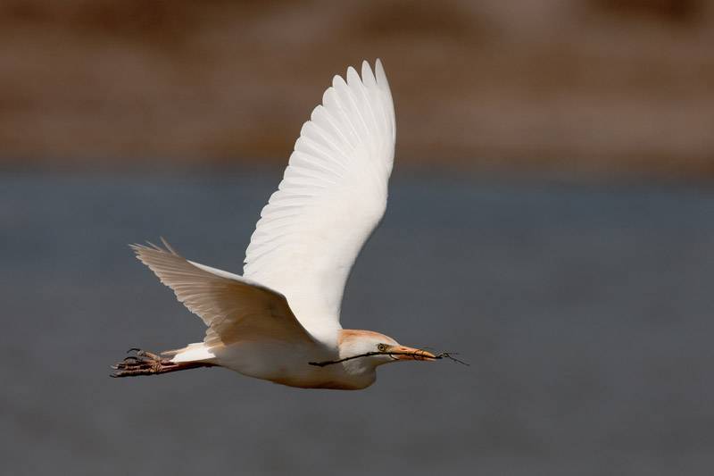 Kuhreiher mit Nistmaterial im Anflug