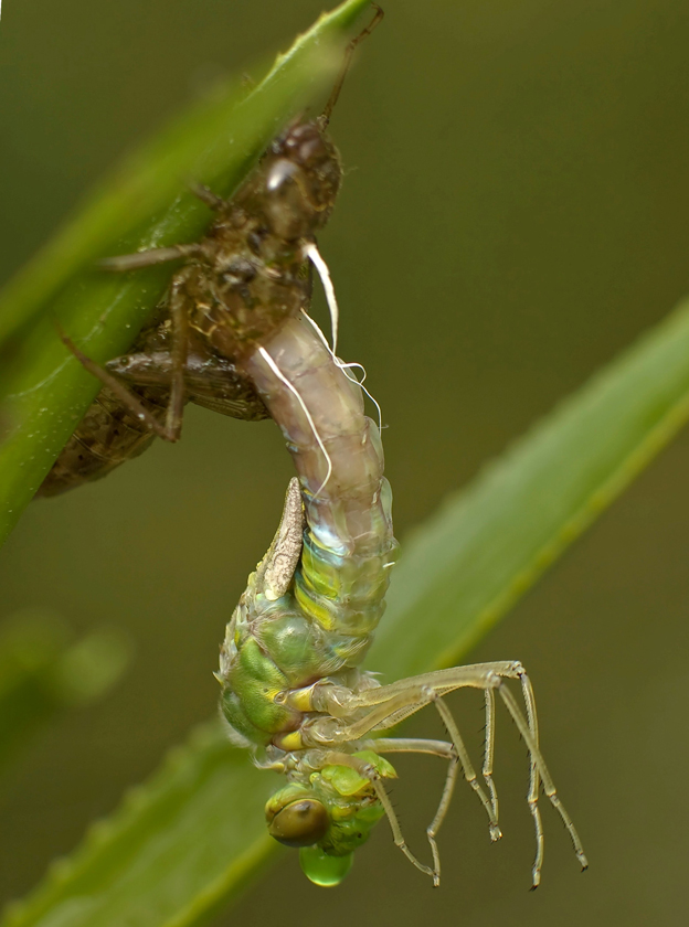 Anax I...