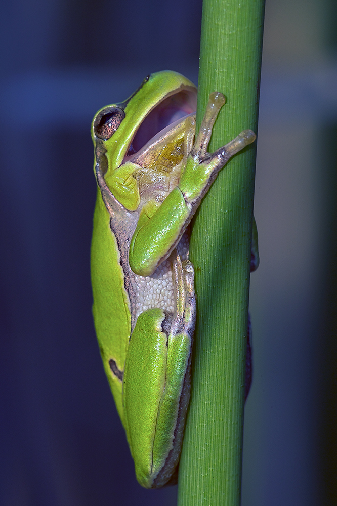 Froschmaul
