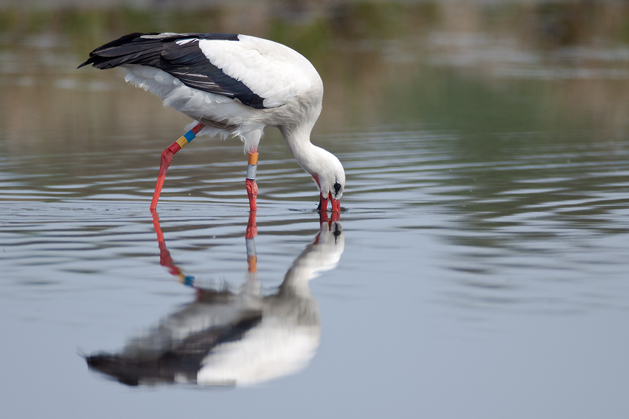 Weißstorch (Ciconia ciconia) bei der Nahrungssuche