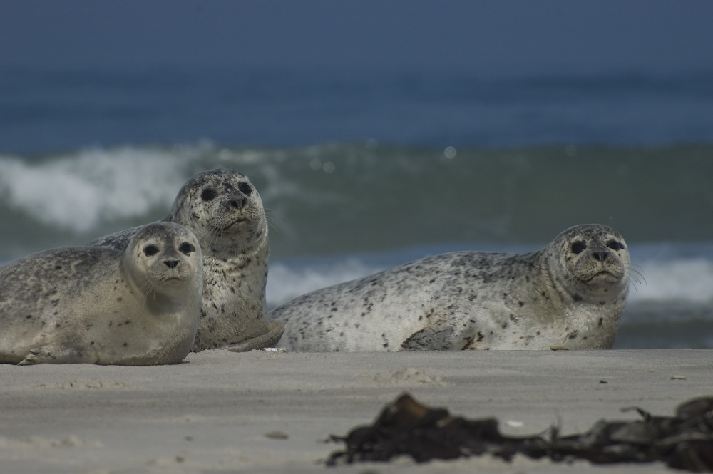Seehundtrio