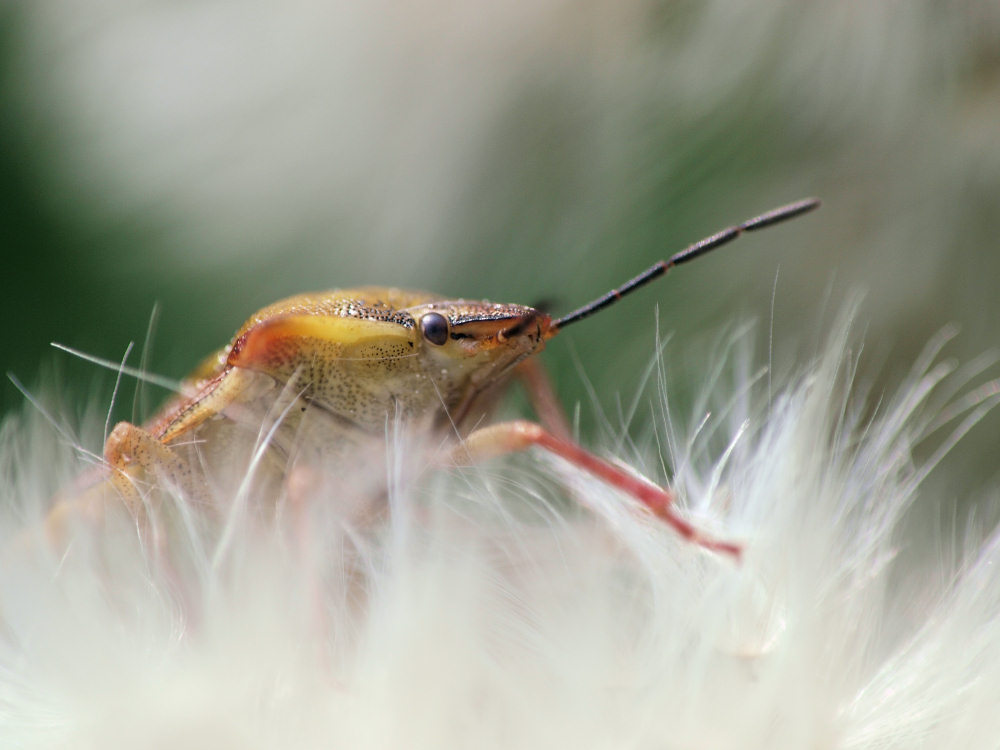 Bewohner einer Pusteblume