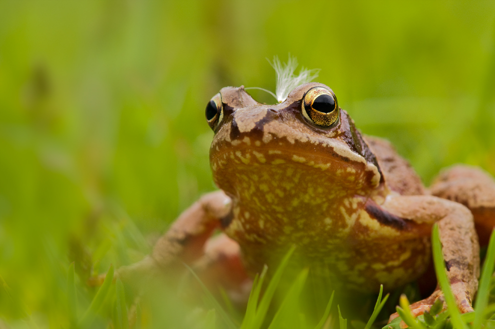 Der Froschkönig