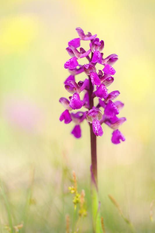 Anacamptis morio