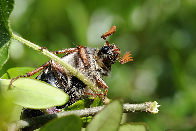 Gestatten Käfer, Maikäfer