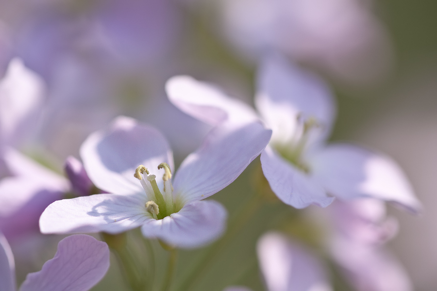 Wiesen-Schaumkraut (Cardamine pratensis)