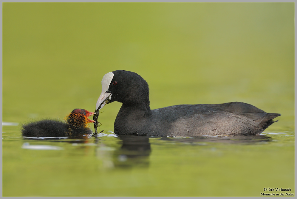 Blässhuhn (Fulica atra)