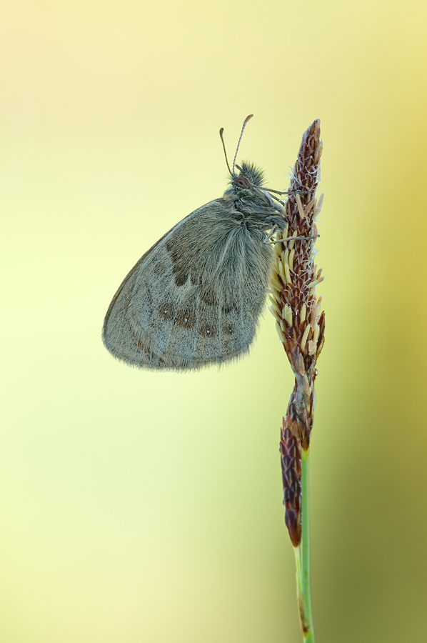 Kleiner Wiesenvogel