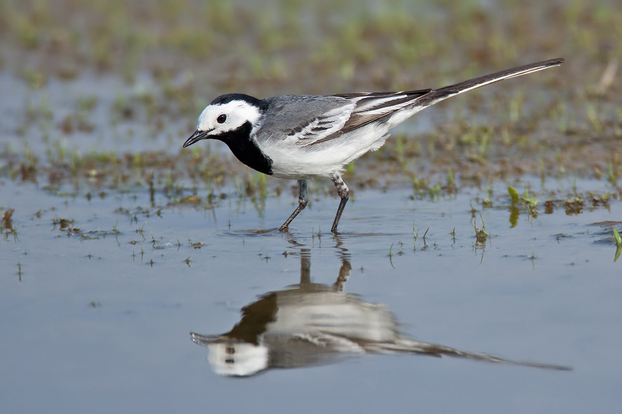 Bachstelze (Motacilla alba)