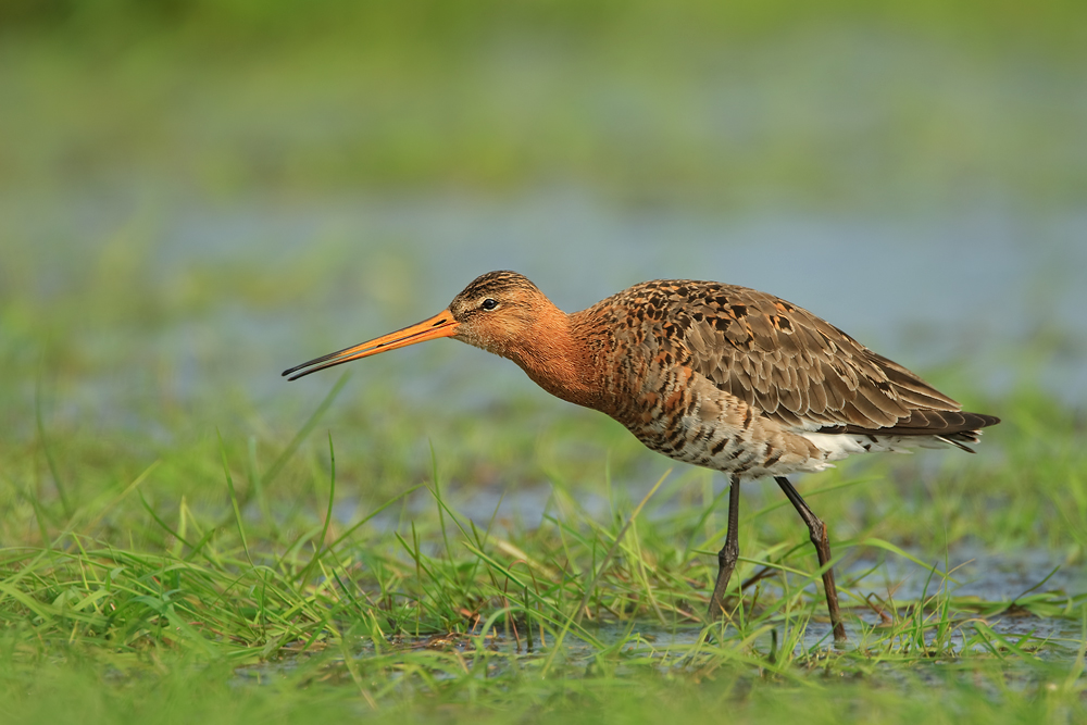 Uferschnepfe (Limosa limosa) auf Nahrungssuche