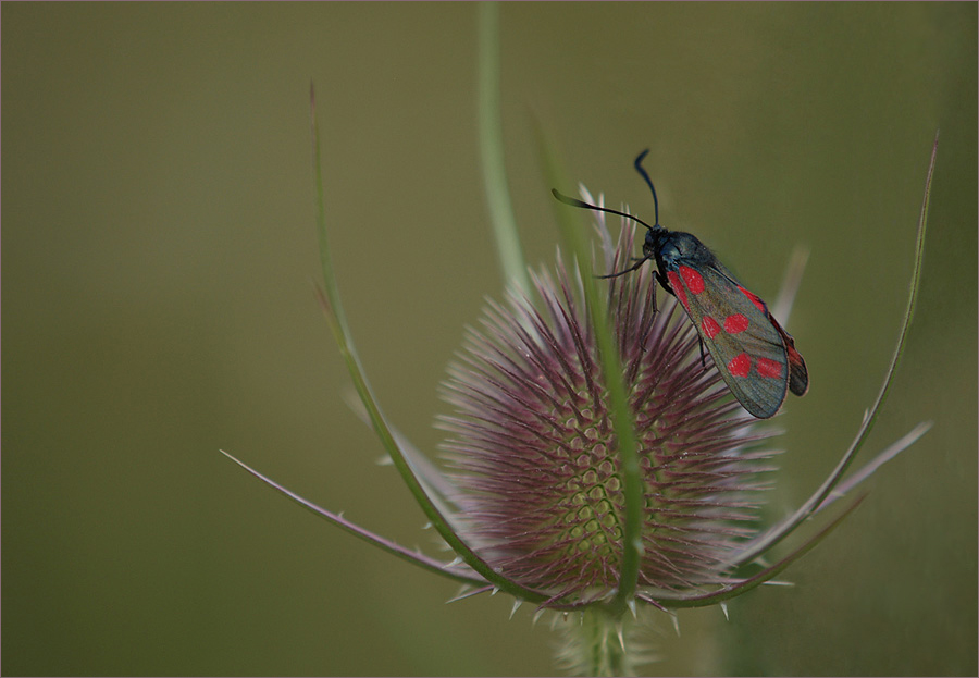 ~  wilde Karde mit Besucher ~