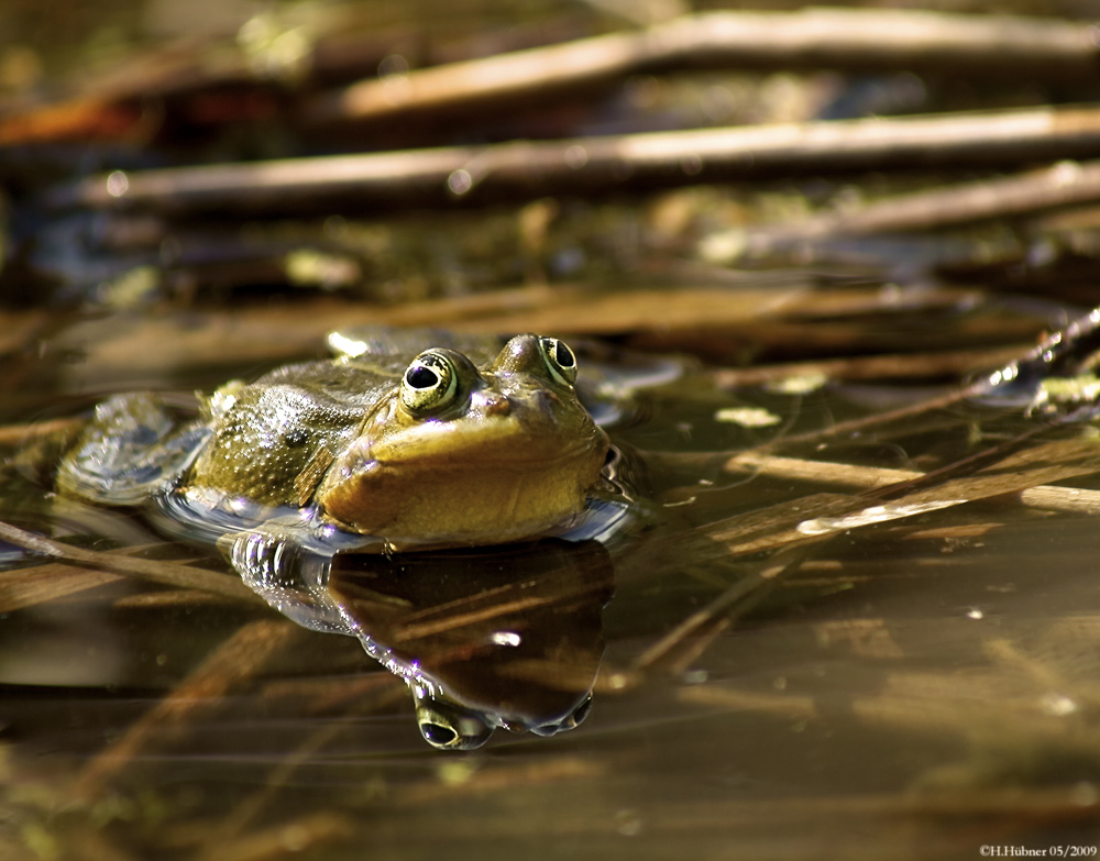 Teichfrosch